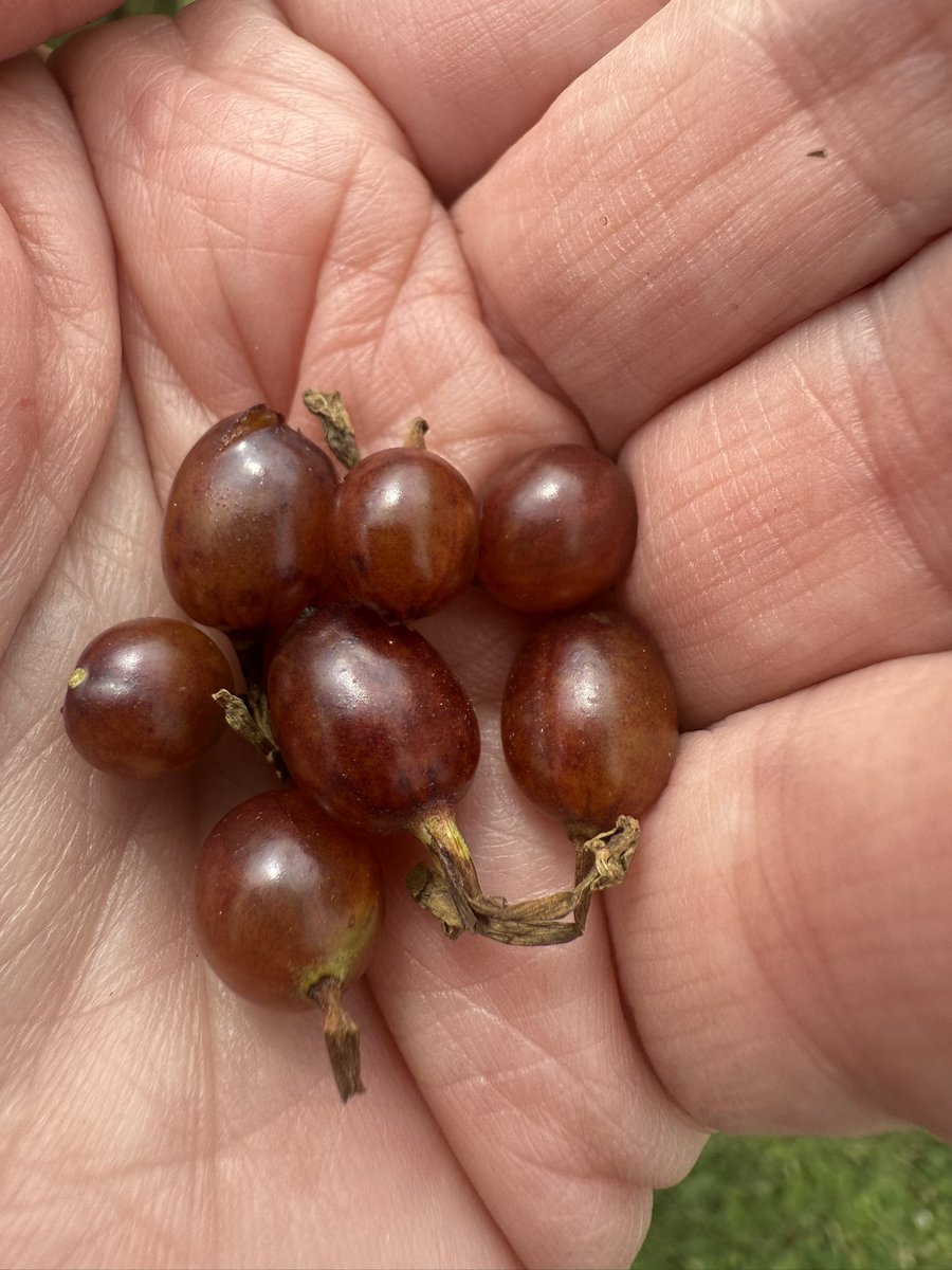 Nutmegbunny tweet media