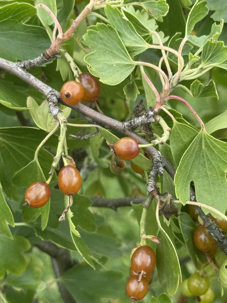 Nutmegbunny tweet media