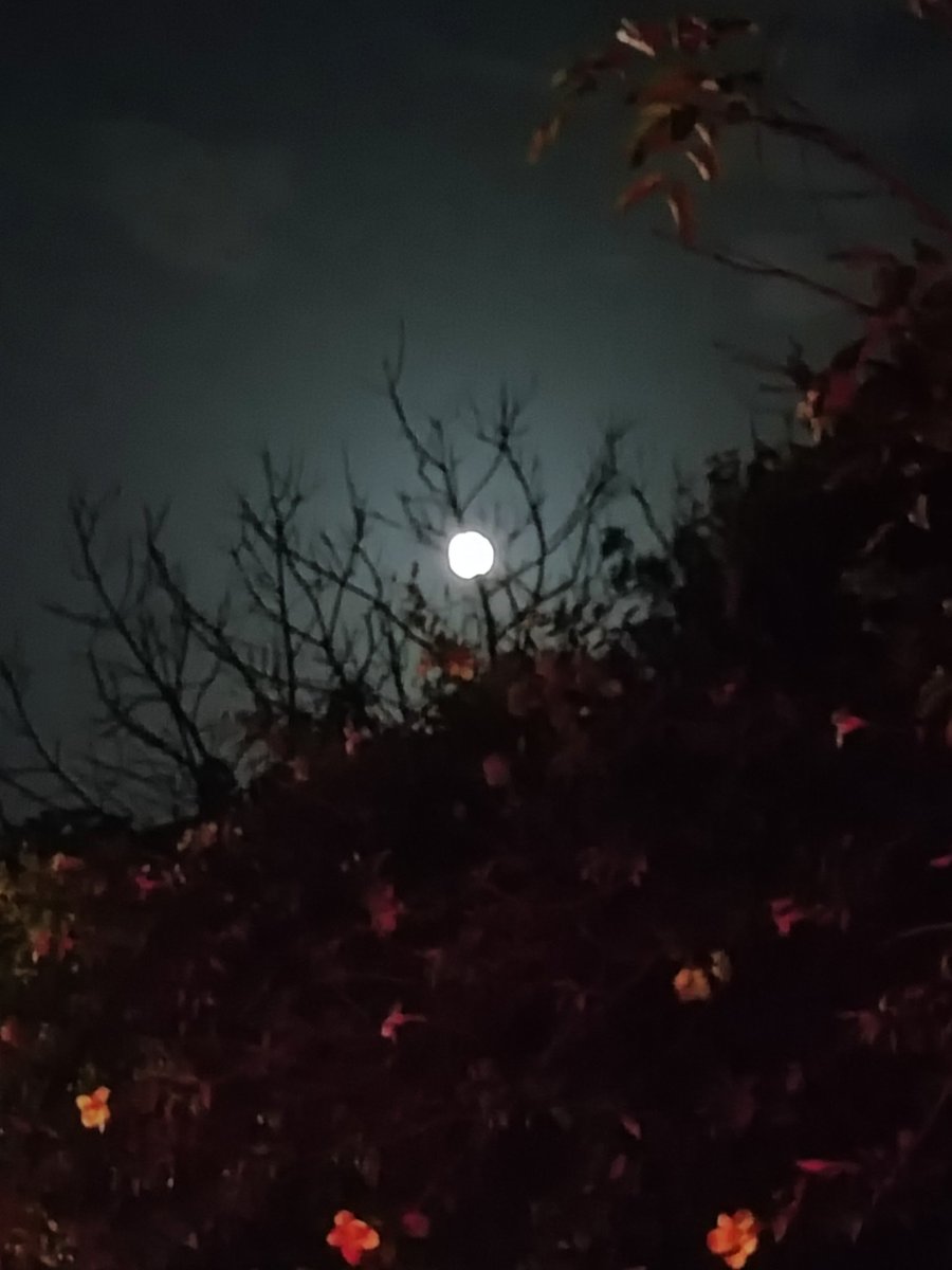 OutOFreacH_i's tweet image. ....🦋🦋
फिर चांद खिला... फिर रात थमी...
फिर दिल ने कहा तुम्हें देखूं...🖤 🌝