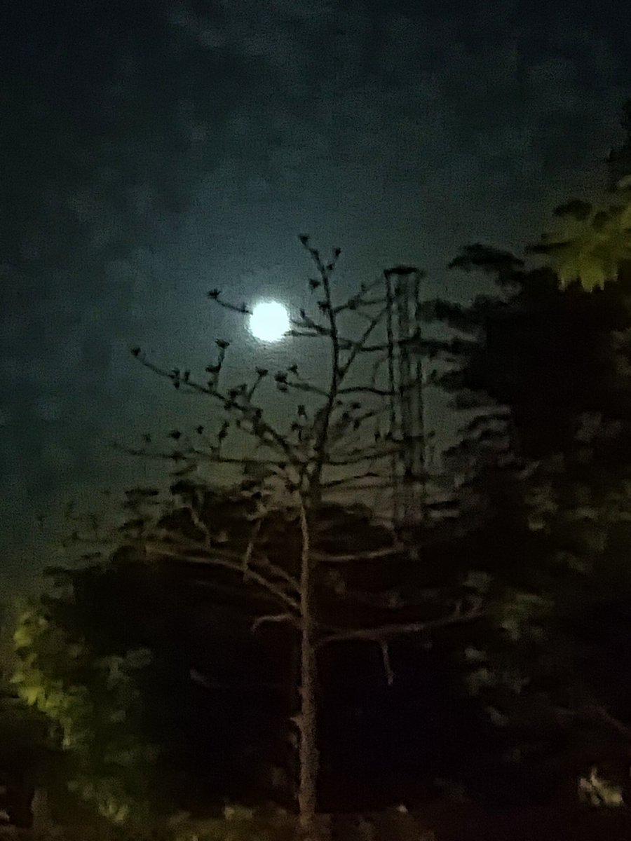 OutOFreacH_i's tweet image. ....🦋🦋
फिर चांद खिला... फिर रात थमी...
फिर दिल ने कहा तुम्हें देखूं...🖤 🌝