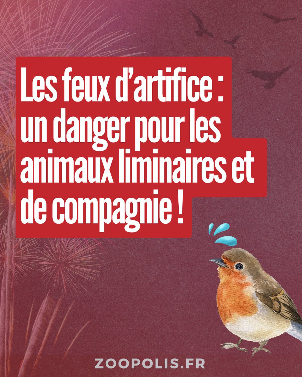 🎇🧨🔊À cause du bruit, des éclairs lumineux, des résidus de combustion et des débris de plastique, les feux d'artifice ont un impact désastreux sur les #AnimauxLiminaires, notamment les oiseaux.

#14juillet