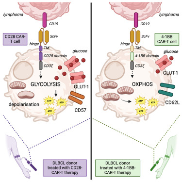 Waggoner Lab (@labwaggoner) on Twitter photo CAR-T cells containing CD28 versus 4-1BB co-stimulatory domains show distinct metabolic profiles in patients <a href="/CellReports/">Cell Reports</a> <a href="/AnnaSchurich/">Anna Schurich</a>
cell.com/cell-reports/f… CAR-T cells containing CD28 versus 4-1BB co-stimulatory domains show distinct metabolic profiles in patients <a href="/CellReports/">Cell Reports</a> <a href="/AnnaSchurich/">Anna Schurich</a>
cell.com/cell-reports/f…