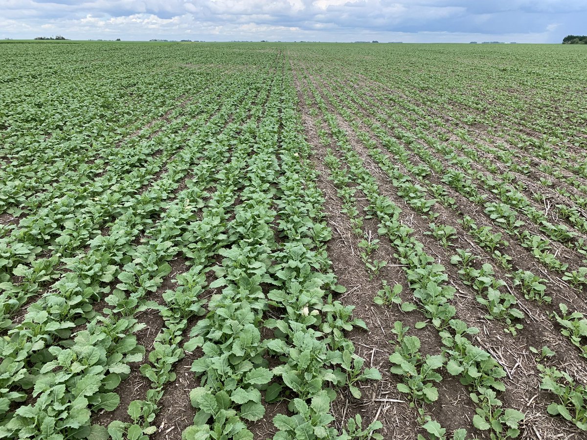 Brock Shearer tweet media