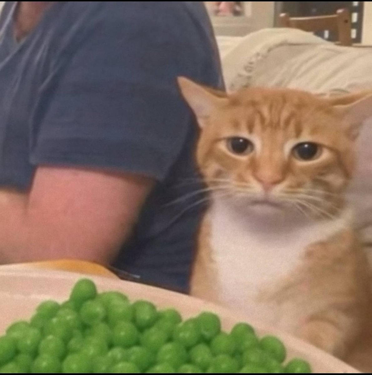 PeasOnChain's tweet photo. Welcome to $PEAS! We love this little cat, and want to build a great community surrounding this sweet pea. 
Our development team is in process of creating a free online video game for everyone to enjoy. https://t.co/ml0wHDsbzP