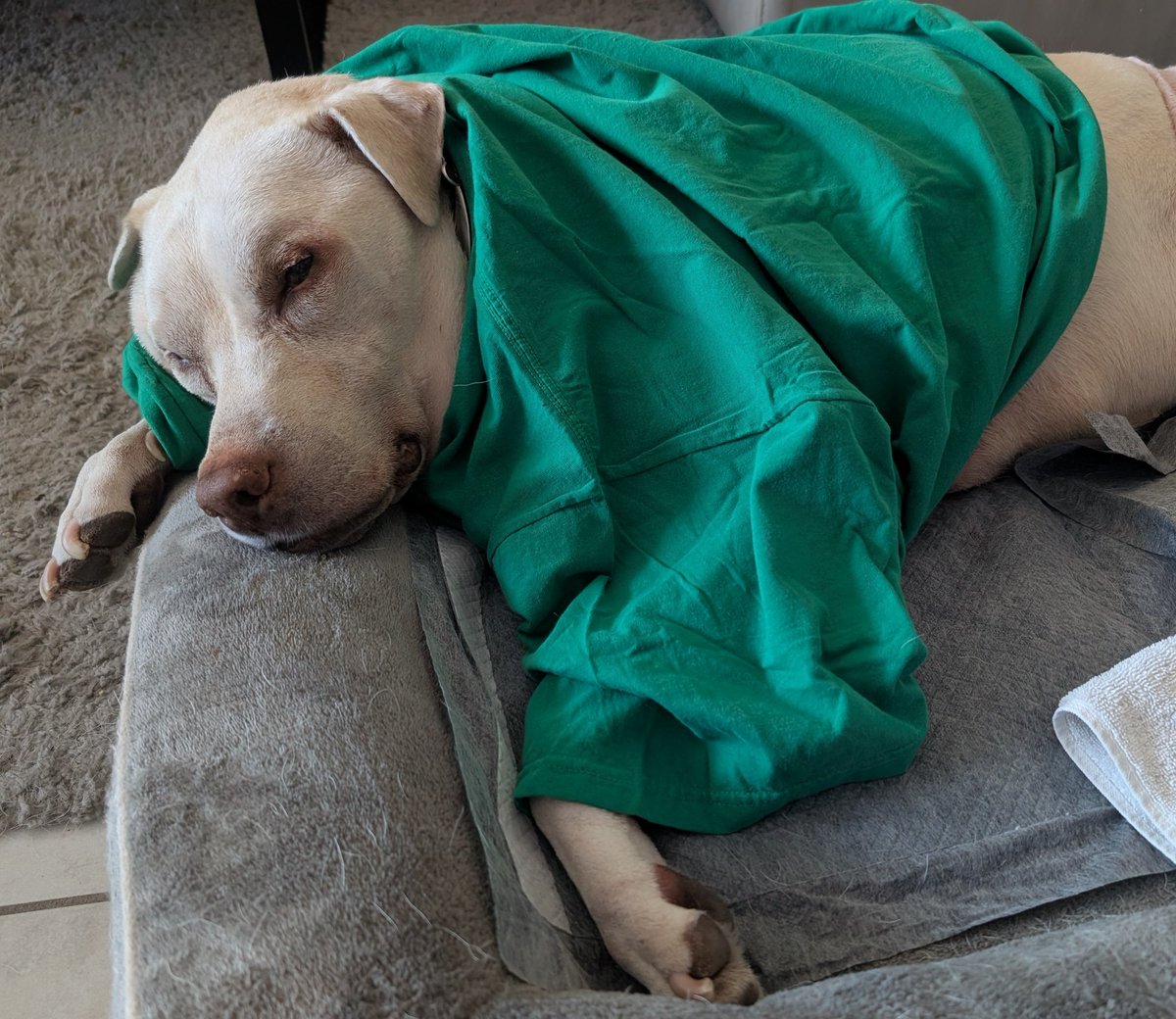He's back home and resting comfortably. We have him wearing a T-shirt to protect the fresh sutures. He's also snoring pretty good right now.🥰

He has another follow up Monday evening with the vet. In the meantime, he just needs to chill out and relax for a bit so everything can