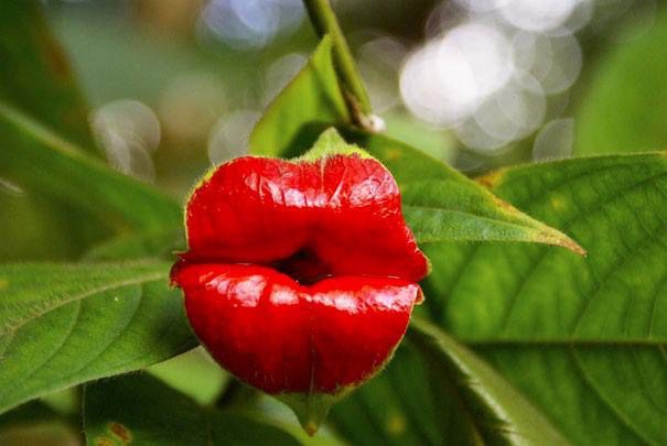 Zheroman's tweet photo. @wendeeluvz This flower would complement it very well 😂 https://t.co/2OVxuwDmEL