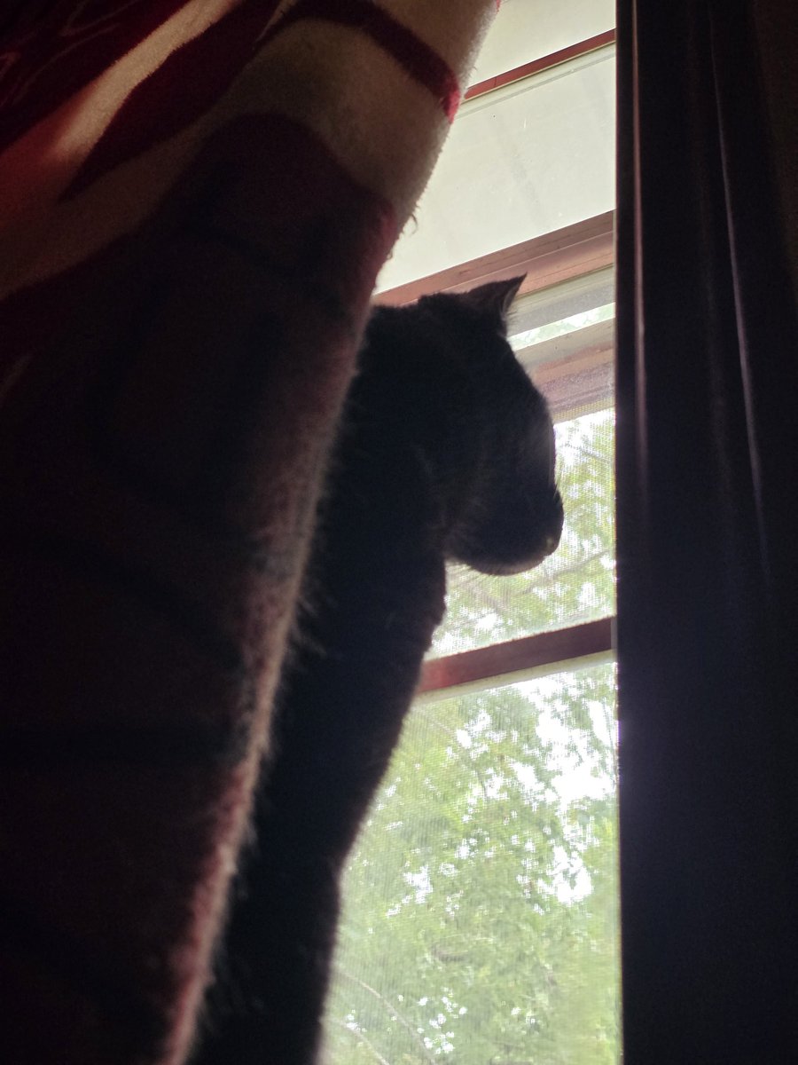 rats7's tweet image. those birds aren&apos;t gonna watch themselves