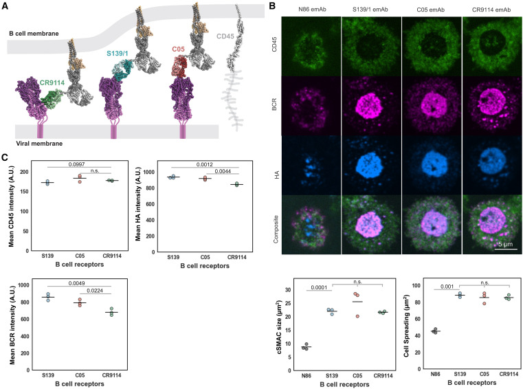 Waggoner Lab (@labwaggoner) on Twitter photo Modulation of B cell receptor activation by antibody competition <a href="/CellReports/">Cell Reports</a>
cell.com/cell-reports/f… Modulation of B cell receptor activation by antibody competition <a href="/CellReports/">Cell Reports</a>
cell.com/cell-reports/f…