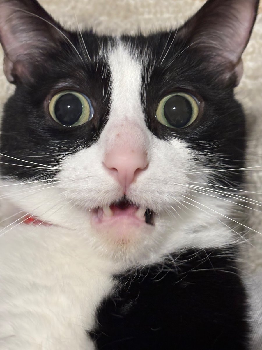 YALL GOT PEEPEEHEAD TRENDING NOWAY!!! HAPPY BIRTHDAY PEEPEEHEAD