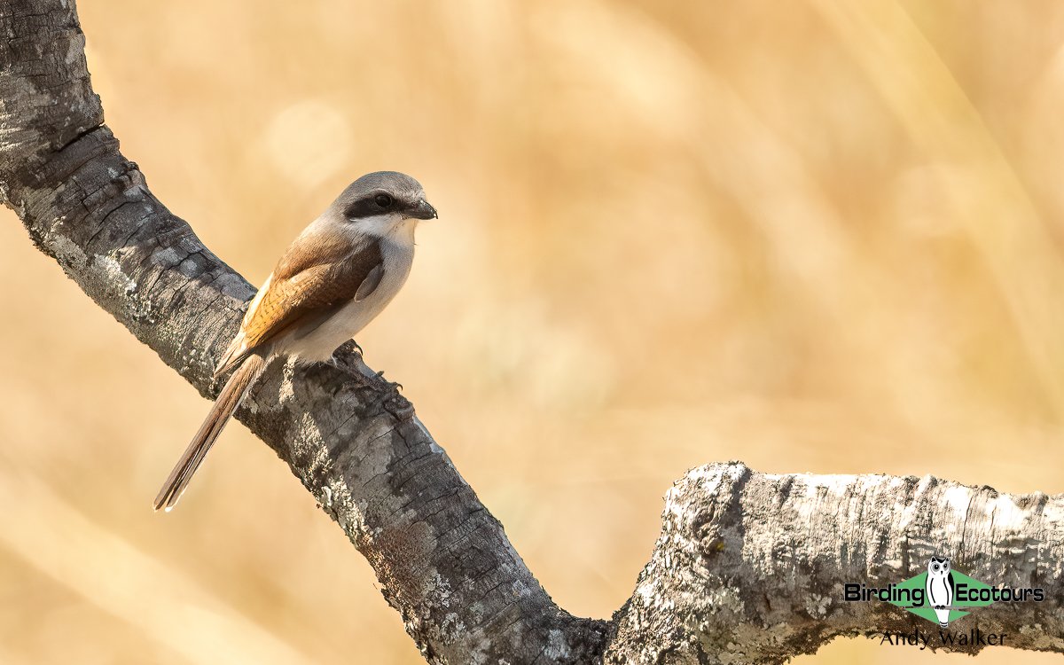 Angola Update!

After nearly 2 weeks of epic forest birding, the team hit the Miombo woodlands—bringing a fresh wave of standout sightings!

Highlights: African Spotted Creeper, Souza’s Shrike, Miombo Rock Thrush. 

Next stop: Namib specials!👇
🔗 birdingecotours.com/tour/birding-t…