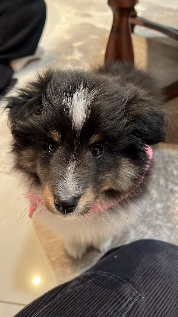 Tony Pierre tweet media