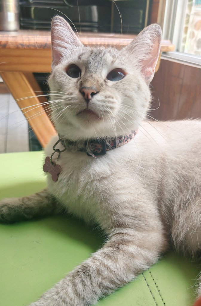 Ophelia lleva 8 meses en casa. La idea era recuperarla y darla en adopción. Sin embargo, se quedó luego de saber que sufre Leucemia. Es una enfermedad que no tiene cura para los gatitos, pero si tiene calidad de vida 🫶🏽