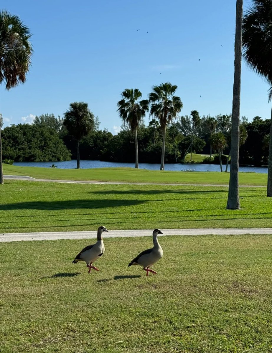 ParshadVerma's tweet photo. I met a pair of cute little ducks today.😆 https://t.co/9N0u6m4mlr