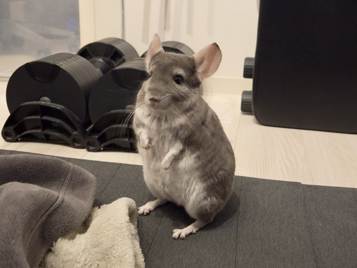 peperon0903's tweet image. 今日はぺぺの夢で起きてぺぺのお世話して動画編集でぺぺの動画みてまたぺぺのお世話して動画編集してを繰り返して脳のほぼ全てをぺぺに支配された素敵な一日でした。おやすみなさい。