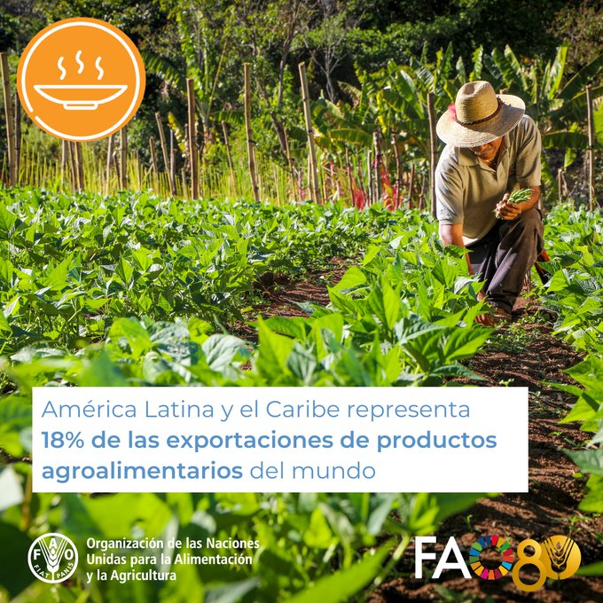 FAO Paraguay (@faoparaguay) on Twitter photo 🥑 América Latina y el Caribe es la principal región exportadora de alimentos: un rol clave en la #SeguridadAlimentaria del mundo.
La <a href="/FAO/">Food and Agriculture Organization</a> trabaja para lograr mercados transparentes y eficientes que mejoren el acceso a los alimentos
➡️bit.ly/PrioridadesFAO #MejorNutrición 🥑 América Latina y el Caribe es la principal región exportadora de alimentos: un rol clave en la #SeguridadAlimentaria del mundo.
La <a href="/FAO/">Food and Agriculture Organization</a> trabaja para lograr mercados transparentes y eficientes que mejoren el acceso a los alimentos
➡️bit.ly/PrioridadesFAO #MejorNutrición