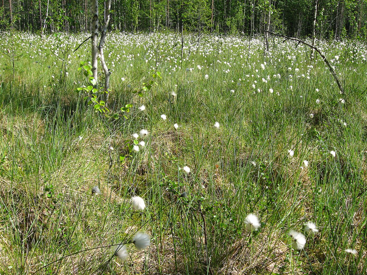 ttvmatti's tweet photo. Juna-pyöräretki Pelkosenniemelle,10 pv,400 km. 3.päivä: 50 km:n kauppamatka kirkonkylälle,jossa pakollinen nähtävyys Andy McCoy, patsas entistä ehompi talven aurausonnettomuuden jälkeen; tupasvillat kukkivat Suvannontien varressa;Suvannon hulppea silta; Kitisen takana Mairivaara. https://t.co/o3RGYoS8Km