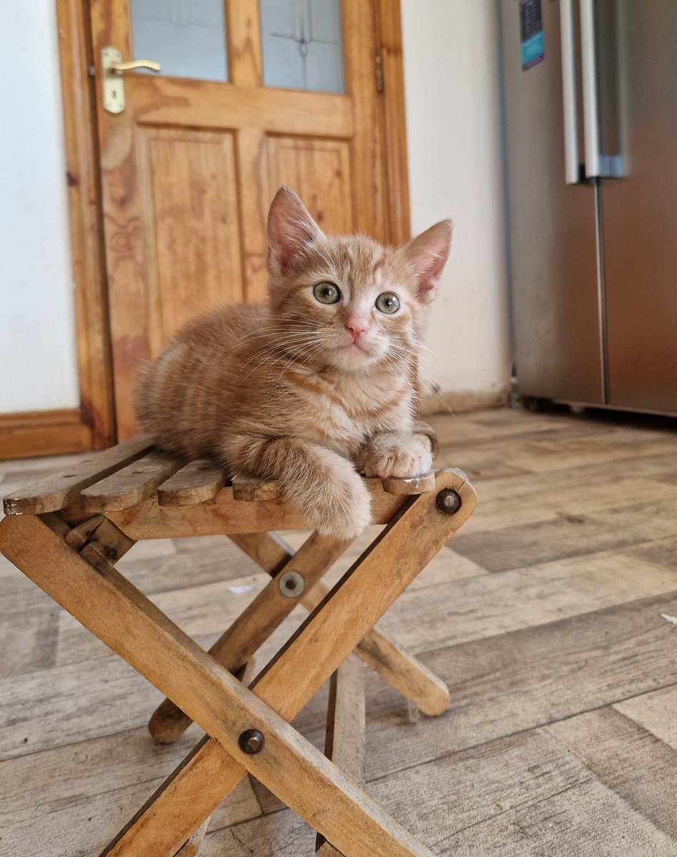 GalwaySPCA's tweet image. No one puts themselves on a pedestal quite like a Ginger kitten.
Unless, of course, you are dethroned by another ginger kitten.