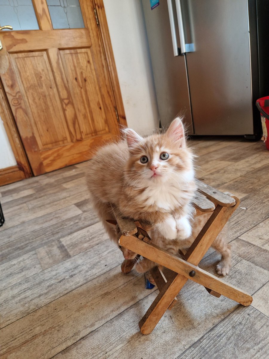 GalwaySPCA's tweet image. No one puts themselves on a pedestal quite like a Ginger kitten.
Unless, of course, you are dethroned by another ginger kitten.