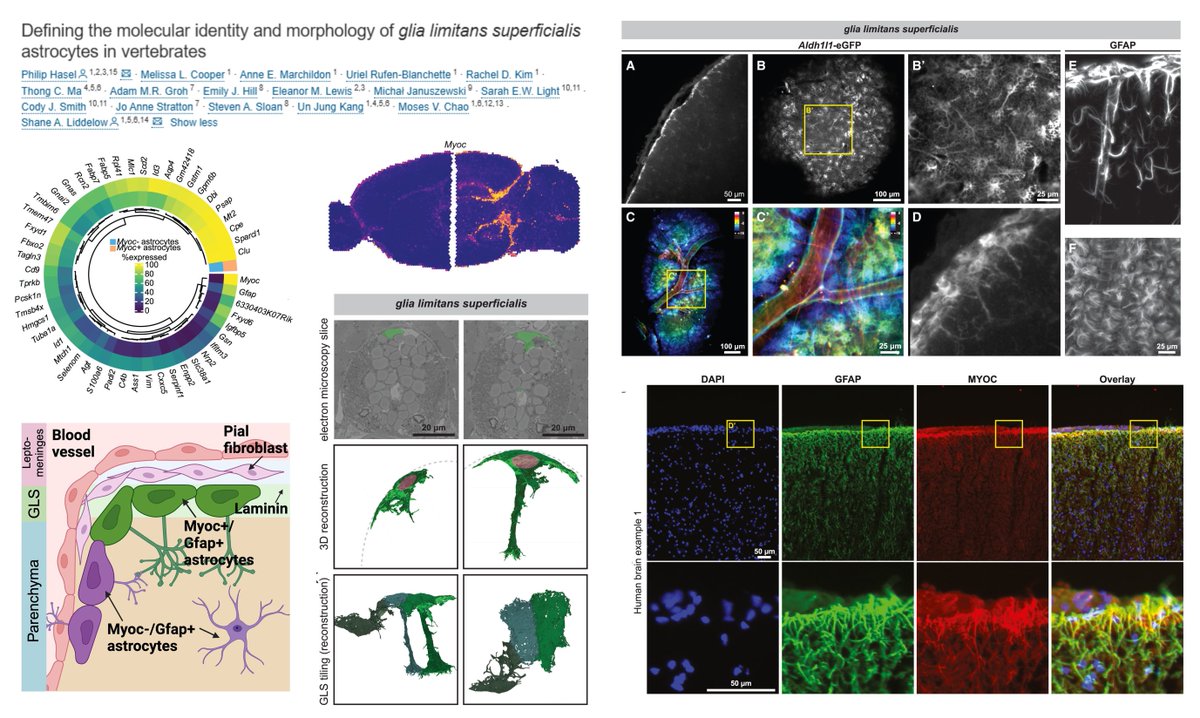 HaoYin20's tweet image. Myocilin marks the glia limitans superficialis Astrocyte
Re-analysis of brain-wide #SpatialTranscriptomics & sc-/sn-RNAseq data➡️
Myoc+ 2% of total astrocytes that cover brain/spinal cord surface and extend processes into parenchyma
Any marker for glia limitans perivascularis…