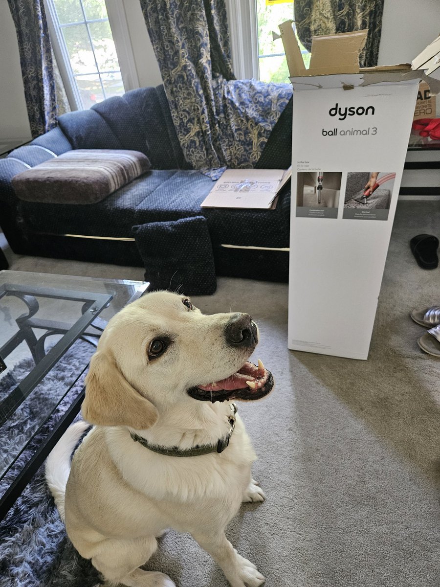This is my first time owning a #Dyson and Tony and I are  beyond thrilled!!
#BallAnimal3 #Vacuum #Dogs
<a href="/Dyson/">Dyson</a>