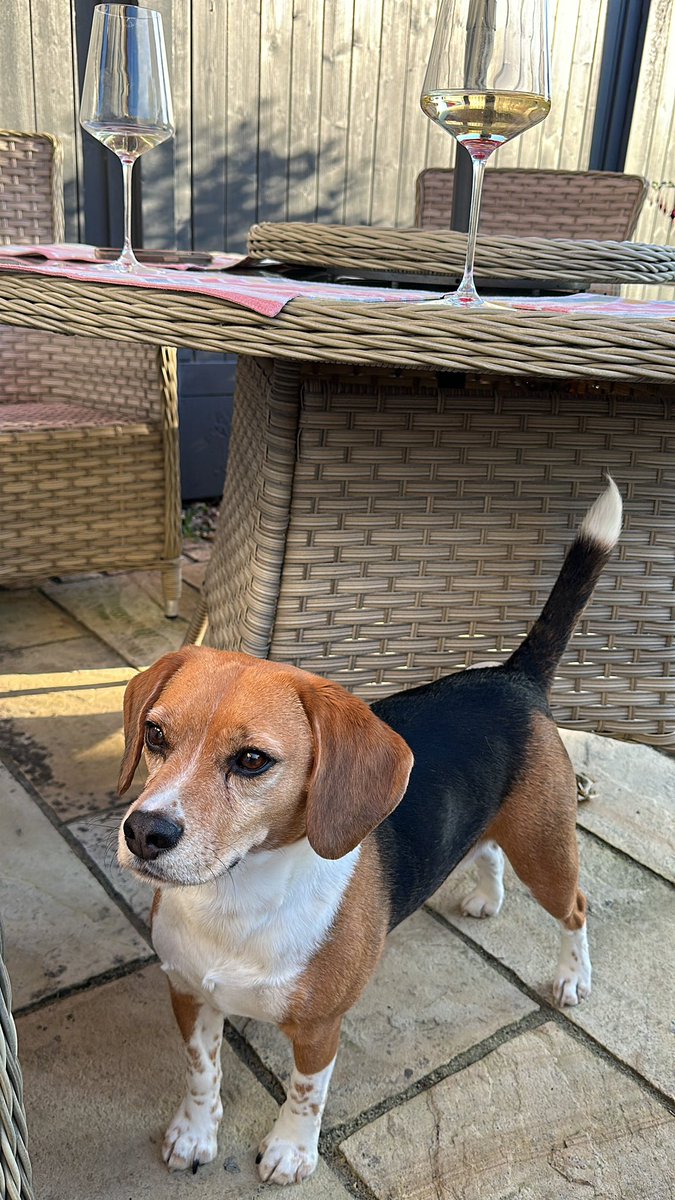 Sun setting behind the tree, the perfect temperature to sit and reflect (although Buddy still thinks there is left over bbq)