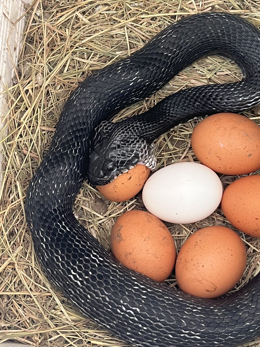 Free loading bastard