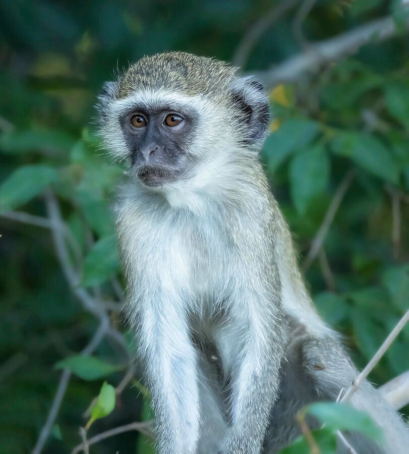 joancarroll's tweet image. Vervet Monkey Botswana Africa! buff.ly/78cAPqp #vervet #monkey #vevetmonkey #monkeys #wildlife #wildlifephotography #giftideas @joancarroll
