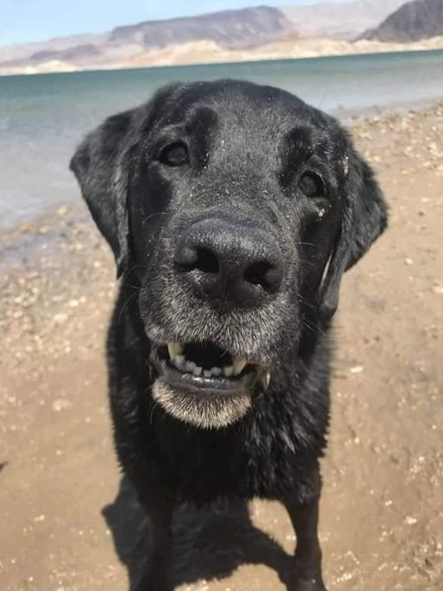 BestinDogs's tweet photo. Can we get some love for a senior dog? He's the goodest boy.🙂 https://t.co/LrPMig9Zzi