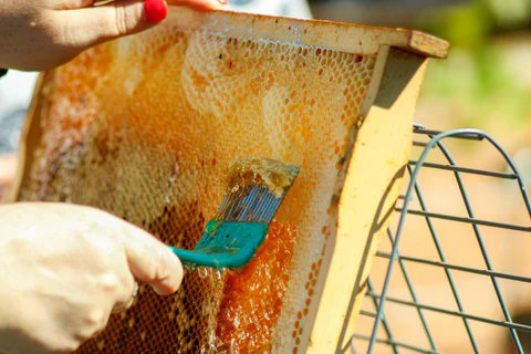 beebuiltsupply's tweet image. Harvest mode on.
Fresh honey, straight from the hive. 🍯
Who's harvesting this weekend?

#HoneyHarvest #BeekeepingLife #NaturalBeekeeping