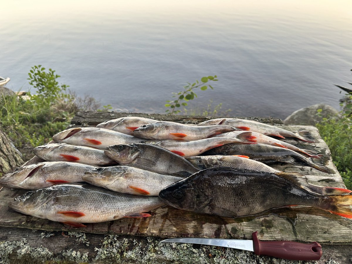 soile_lahti's tweet image. Tänään pyydettyä. Painot melko tasaisesti 600 g molemmin puolin. On se hyvää!
