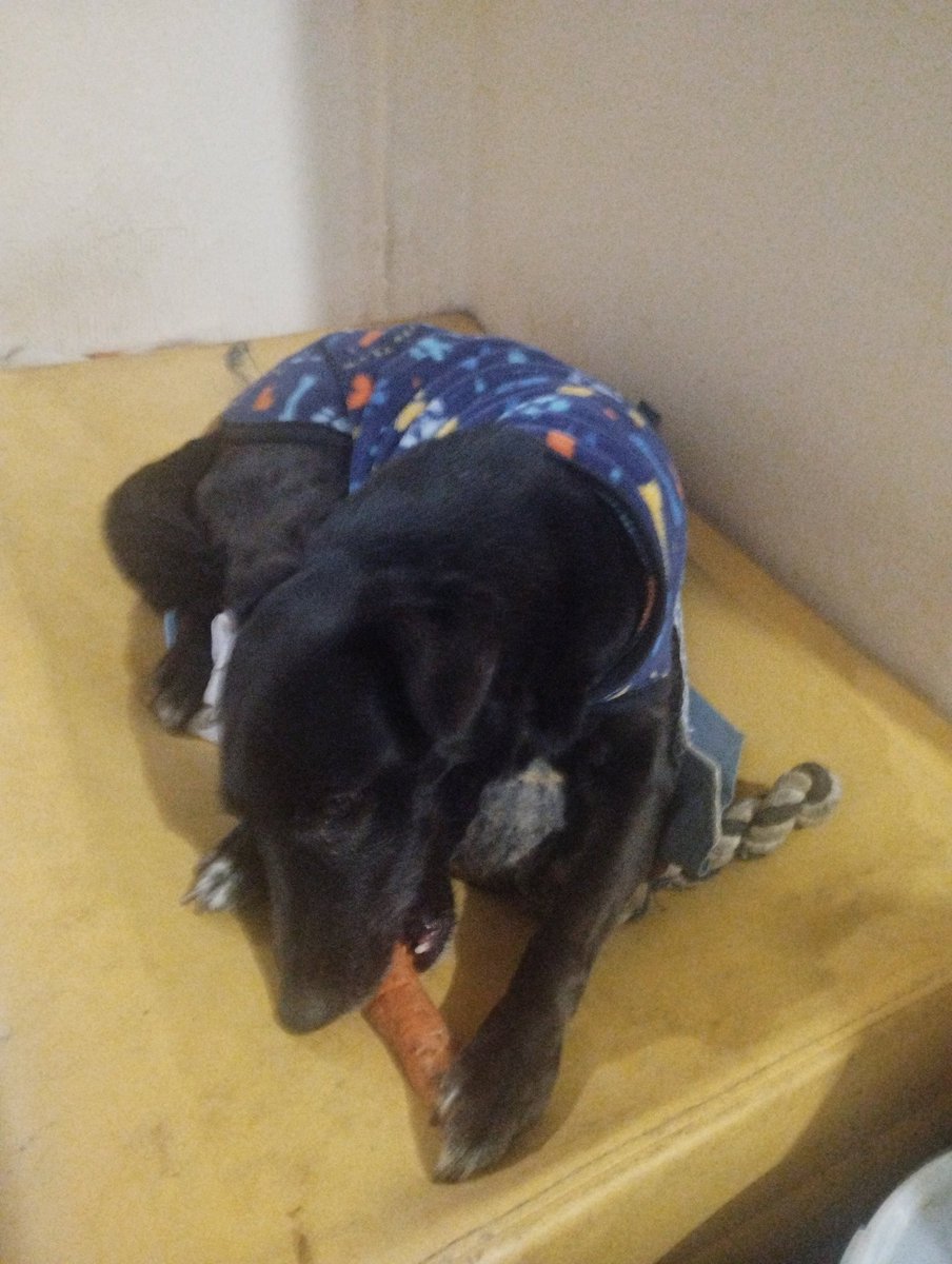 chained_tan's tweet image. I found my dog eating a carrot today , can dogs eat carrots?