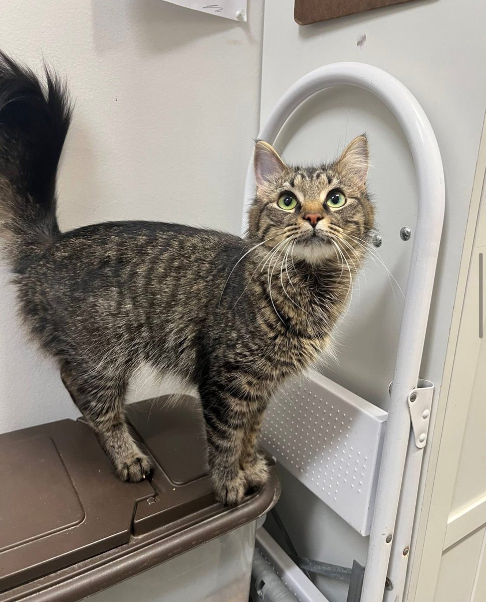 There is a full house of adorable cats &amp; kittens waiting to meet you at Langley PetSmart!

Currently Available:
🐱 4 adult cats
🐈 7 playful kittens

You’ll find:
🖤 3 sleek black beauties
🐾 A majestic Maine Coon mix
🐢 A stunning tortie
…and more

Visit 12–3 PM today &amp; Sun. 🐾