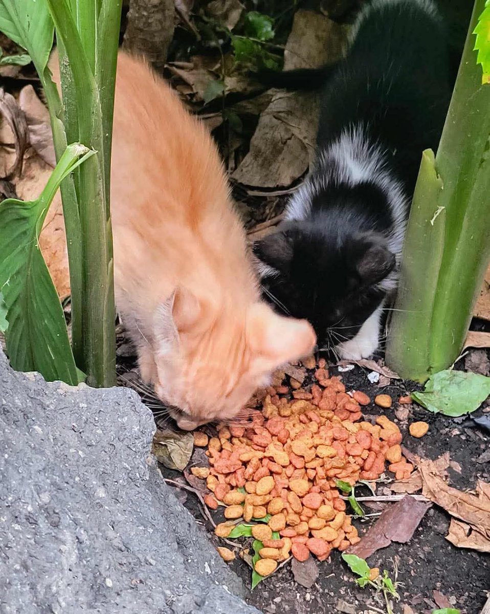 #ServicioSocial
ADOPTA UN MISHI 😻

4 gatitos buscan hogar , los tuvo una gatita de la calle y los dejo ahi 😔 yo no los puedo tener porque tengo 3 grandes que les pegan , estan en Rio zarco en santa ana, si alguien quisiera adoptar uno yo puedo ir a dejarlo al centro o a