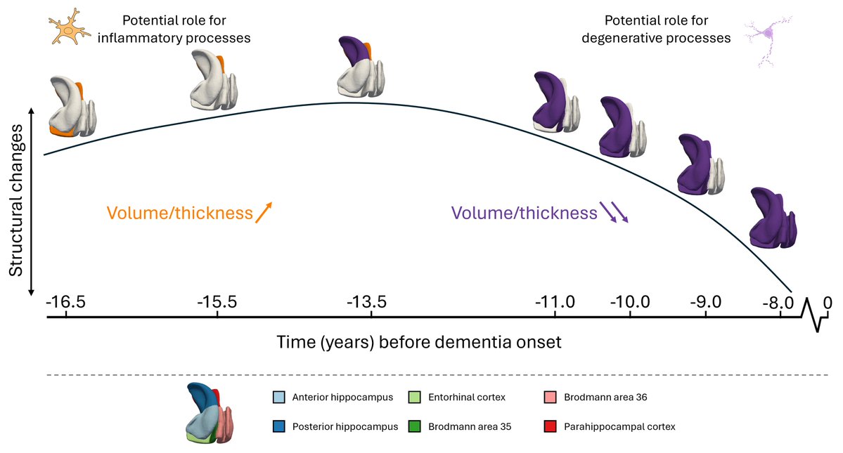 Brain1878's tweet image. Medial temporal lobe structural changes when Down syndrome and Alzheimer’s disease collide
New scientific commentary by Laura Wisse and Renaud La Joie tinyurl.com/345u5r3w