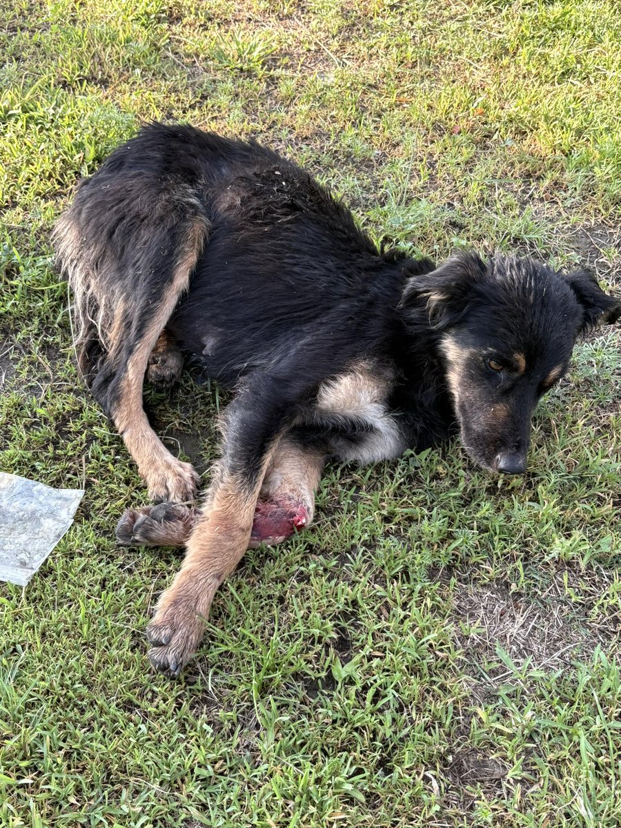 FUNDAPEPUEBLA's tweet image. Nos están reportando este perrito atropellado urge atención, solo que no sabemos si es san andrés o Puebla por la ubicacion.
@IBAGobPue