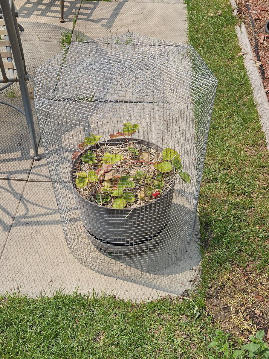 Fucking squirrels ate Darlene's strawberries 🍓 so she insisted i make something to save these so there she goes 🤣🤣