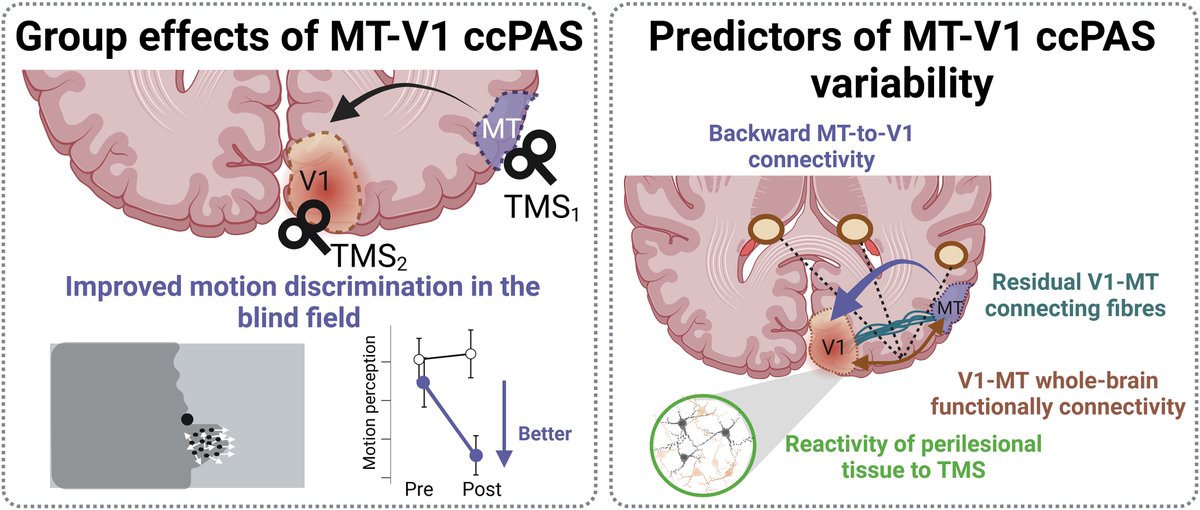 Brain1878's tweet image. Bevilacqua et al. explore whether a novel brain stimulation method – cortico-cortical paired associative stimulation (ccPAS) – can improve vision in stroke patients with occipital lobe damage. tinyurl.com/37fj4jwm