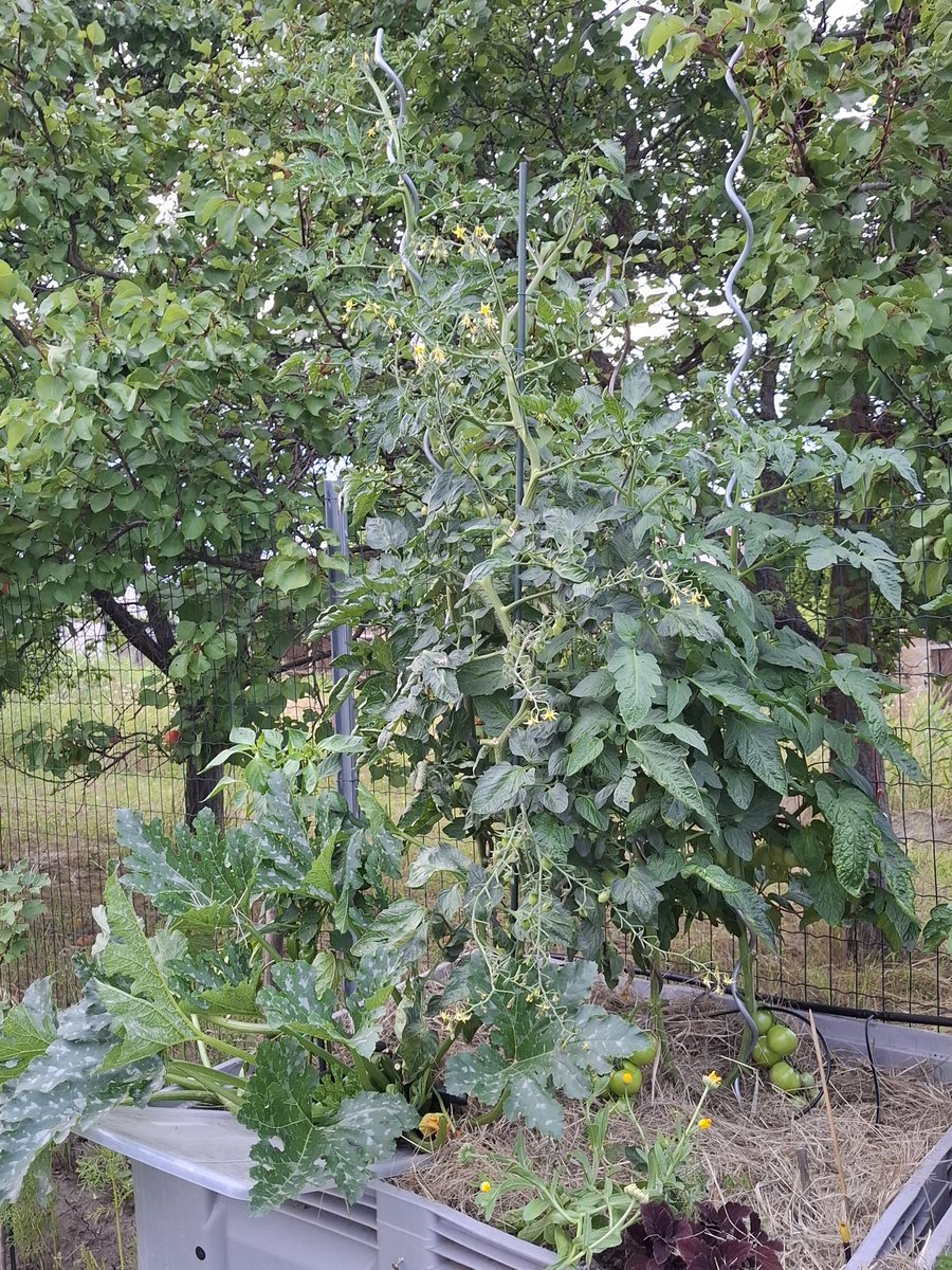 Taková malá nevýhoda pěstování ve vyvýšených záhonech. Když rajčata poporostou, je nutné vzít si schůdky.
Ty delší spirály mají nad zemí délku 2 metry,  z kulatiny 10 mm. 
Sklizeň horních pater probíhá stejným způsobem. Kapková závlaha s časovačem, jen vylamuju zálistky.