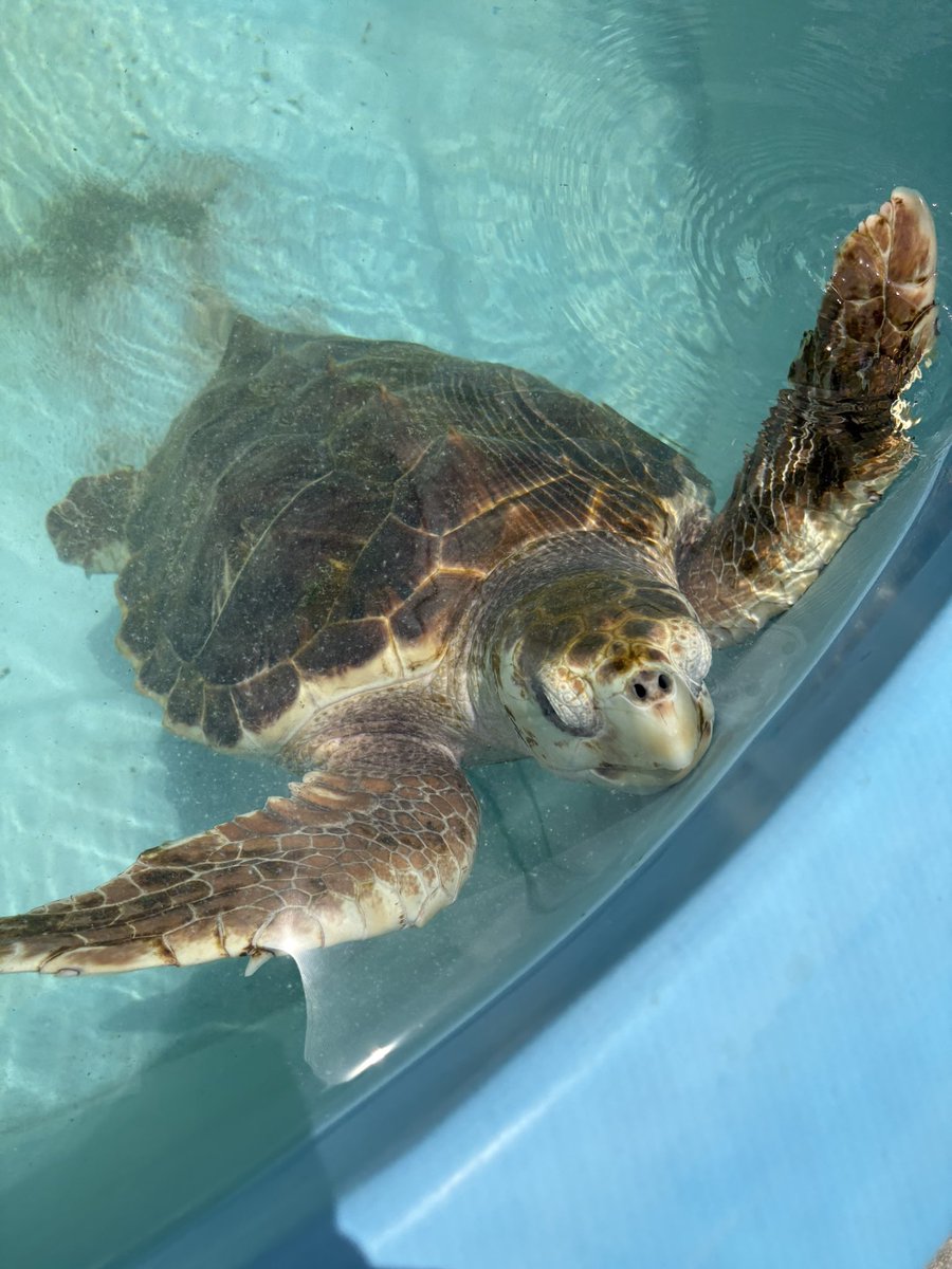 DeanSouthwark's tweet image. Fantastic visit to the Turtle Hospital here in the Florida Keys. So much plastic in the sea..