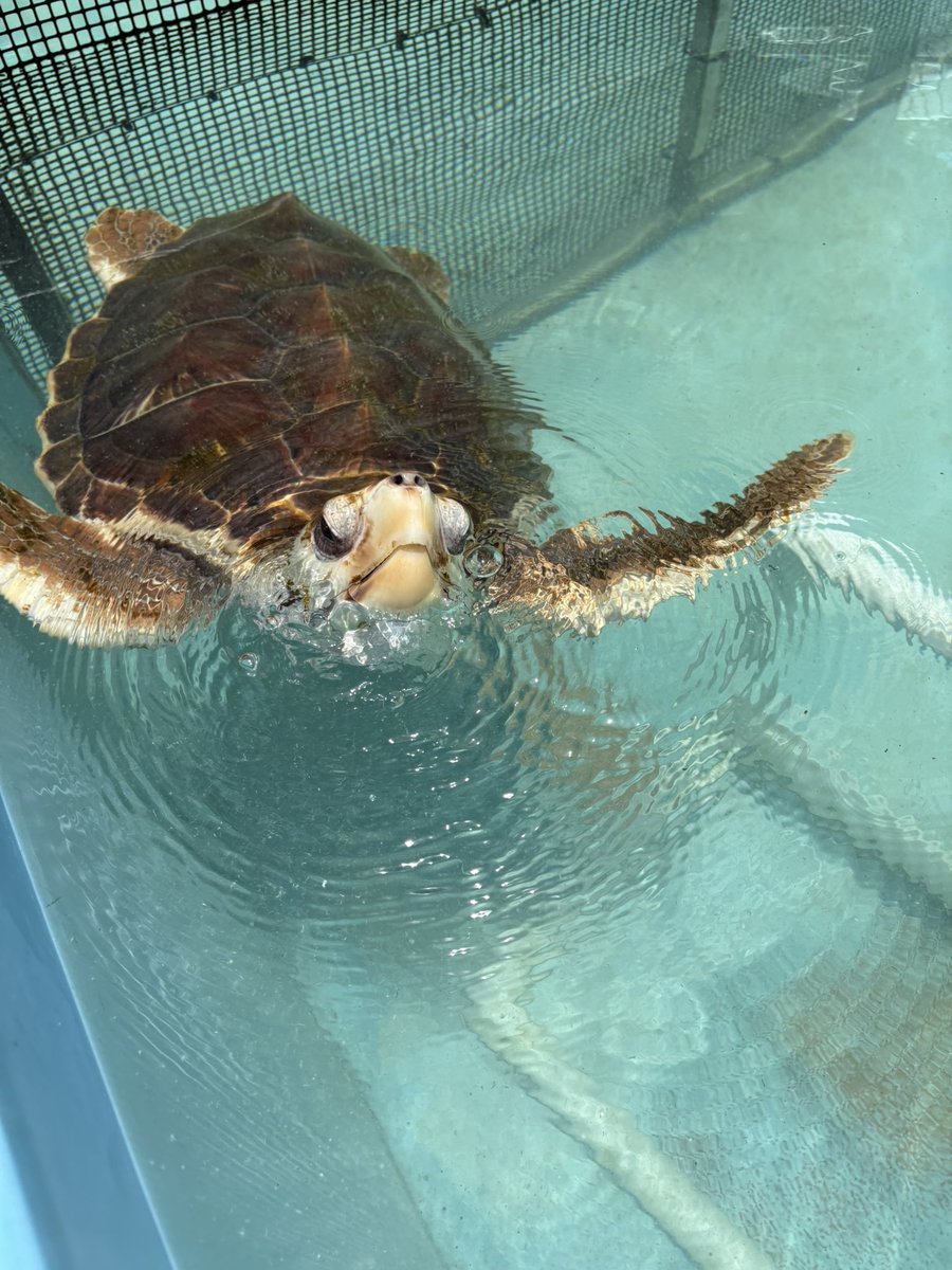 DeanSouthwark's tweet image. Fantastic visit to the Turtle Hospital here in the Florida Keys. So much plastic in the sea..