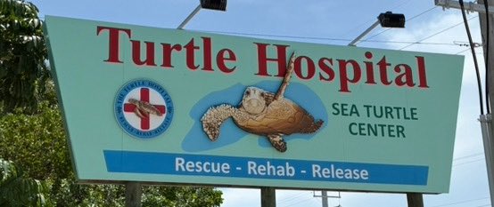DeanSouthwark's tweet image. Fantastic visit to the Turtle Hospital here in the Florida Keys. So much plastic in the sea..