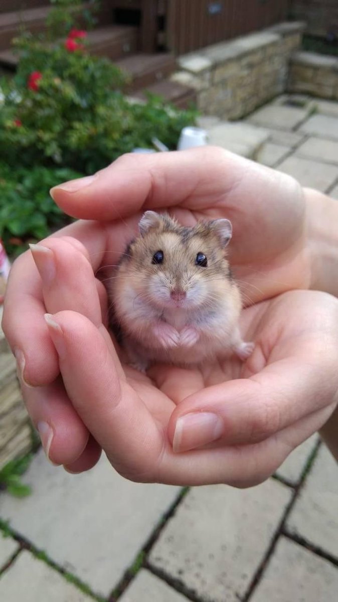 hamster (@hamsterie) on Twitter photo 