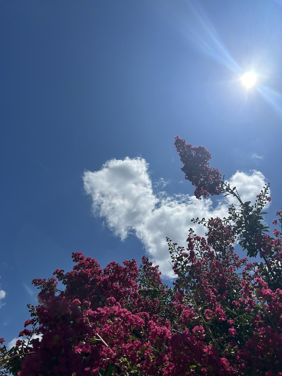 vivezaart's tweet photo. #summervibes #walking #running 🪻🌞🌳 https://t.co/dSuglx517y