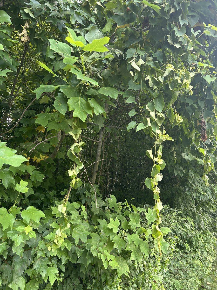 vivezaart's tweet photo. #summervibes #walking #running 🪻🌞🌳 https://t.co/dSuglx517y
