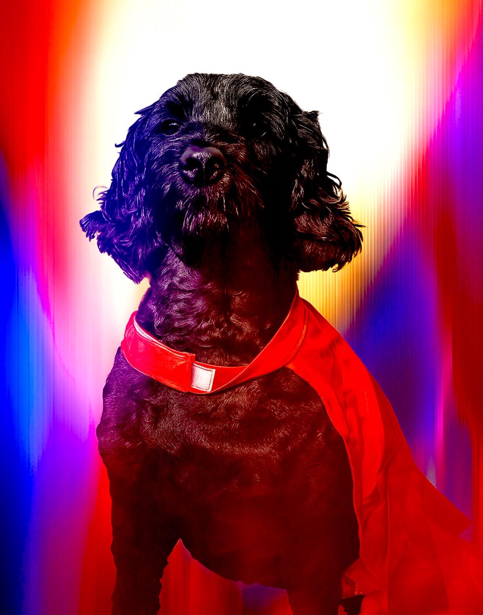 liamdearden's tweet photo. After #Superman, I'm begging @DCOfficial @JamesGunn & cinemas everywhere: we NEED a dog-friendly screening. I want to bring my own #Krypto to witness the hope, heart & heroism on screen. Here’s my own Supergirl giving her best heroic pose, proudly modelling her League of Super-Pets cape 🐕‍🦺🦸‍♀️💥 This film is vibrant, emotional & powerful a true love letter to Superman's legacy & the dawn of a new DC. Krypto isn't just a scene-stealer-he's the soul. The bond between him and Clark had me tearing up. This is Superman for a new generation-bright, bold, and full of humanity.
Let us bring our super-dogs. Let them feel the hope too! #SupermanMovie