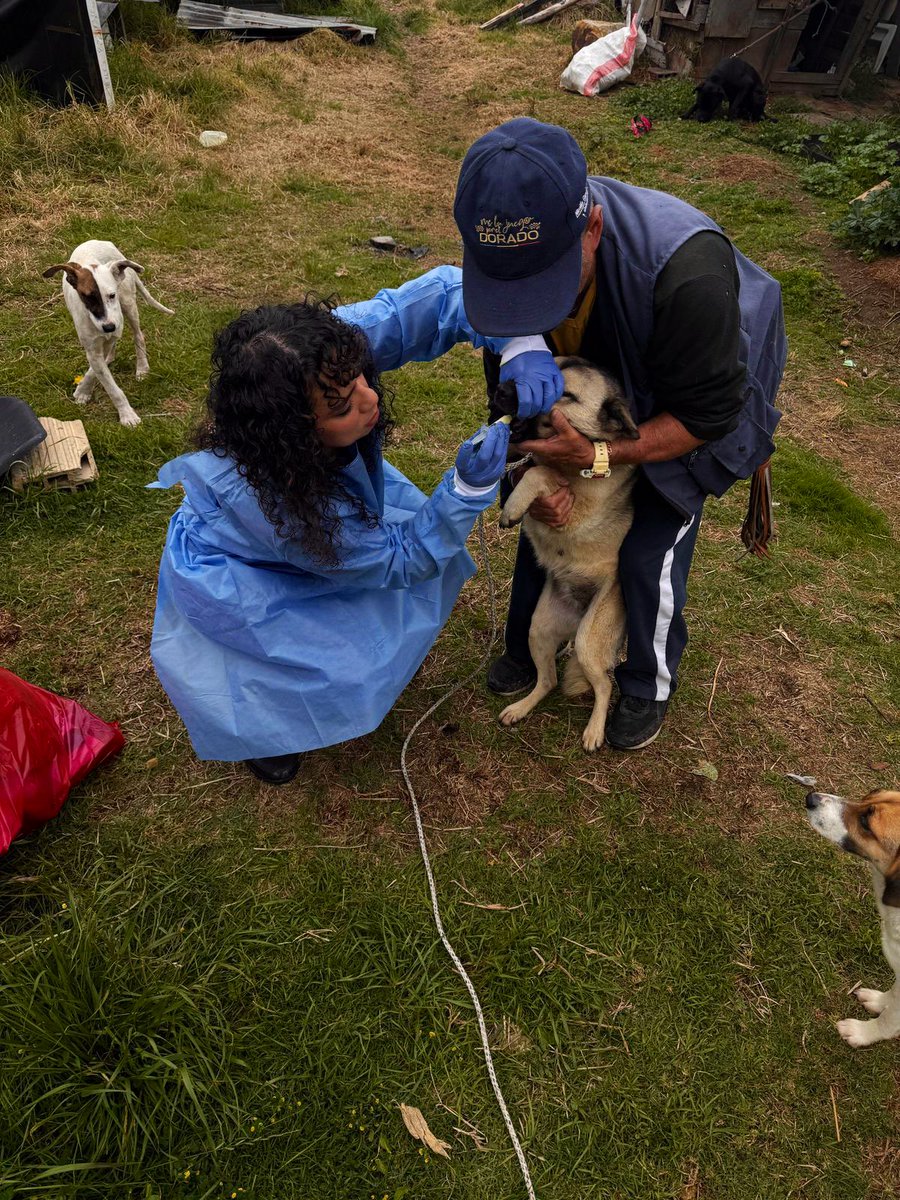 ¡La Fundación Salvagarritas cuidando la salud de nuestros peluditos en los lugares más vulnerables! 🐾💕🐶🐱 En Soacha y Mosquera, realizamos vitaminización y vermifugación a felinos y caninos. 
¡Llevamos amor y cuidado a quienes más lo necesitan!

 #BienestarAnimal #Cundinamarca