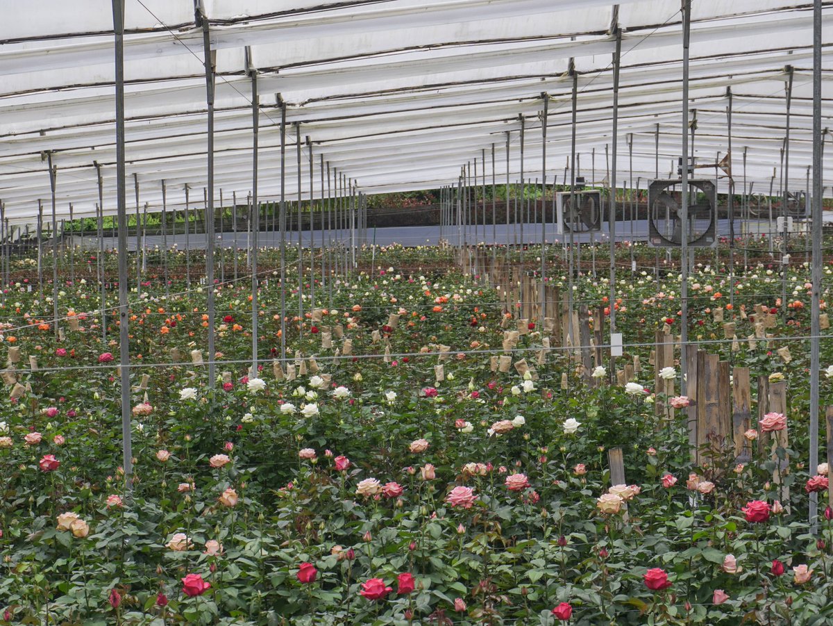 La ministra <a href="/maluisacruzriof/">Maria Luisa Cruz Riofrio</a> en un recorrido de verificación de procesos productivos sostenibles, visitó Flower Village, empresa asociada a <a href="/ExpofloresEc/">Expoflores</a> y dialogó con los representantes sobre los reconocimientos ambientales e hídricos a los que pueden acceder, como Punto Azul.