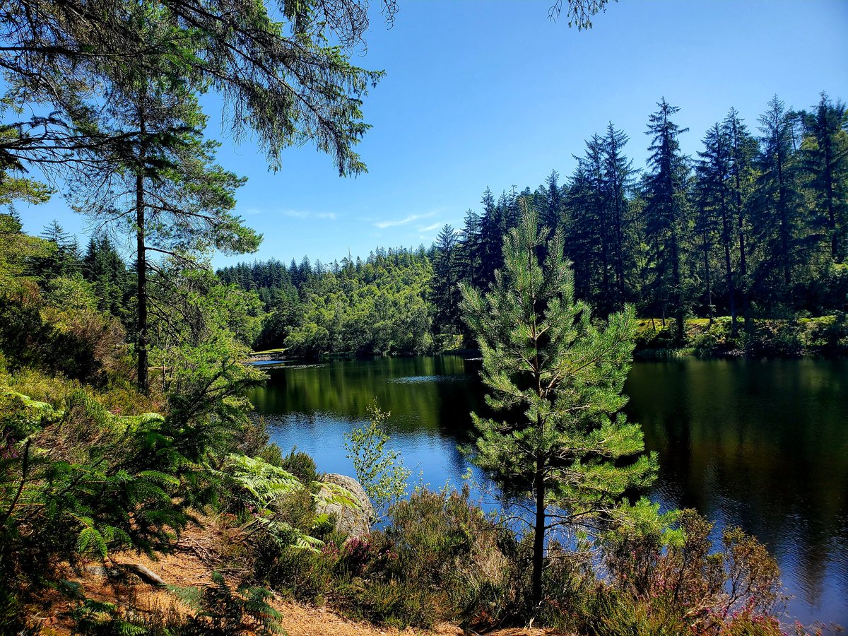 blonde_on_bikes's tweet image. Gravelfoyle 30km Lomond loop on mtbs today. Hot hot  hot🔥 ...but a top day #Gravelfoyle #Gravelriding #MTBs #aberfoyle #forest #lochard