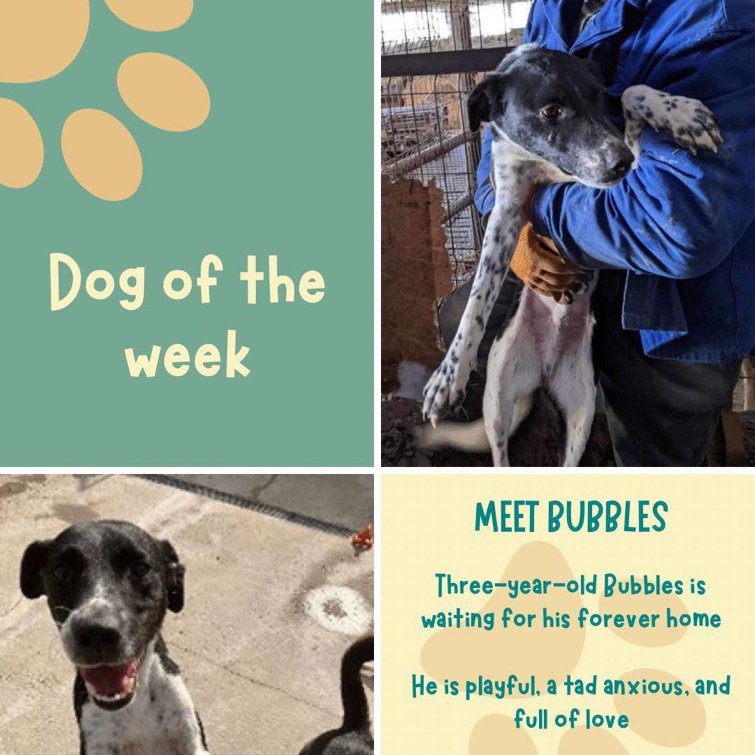 Bubbles, a playful, slightly anxious but incredibly affectionate three-year-old crossbreed who’s desperate for his forever home
Weighs approx 20kg
Bubbles can be a goofy, loving, people-and-dog-friendly bundle of joy
He can be homed with children aged 12+
savingsaintsrescue.co.uk