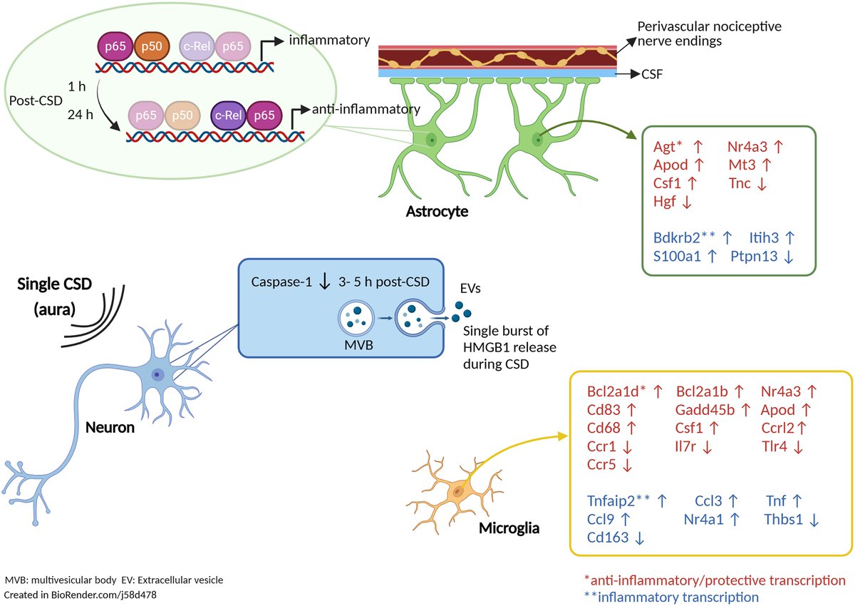 Brain1878's tweet image. Cortical spreading depolarization is thought to trigger headache through inflammatory signals in the brain/meninges. Using an intact mouse brain model, Kaya et al. explore the mechanisms that may suppress the neuroinflammatory response initiated by CSD. tinyurl.com/p7uap7vt
